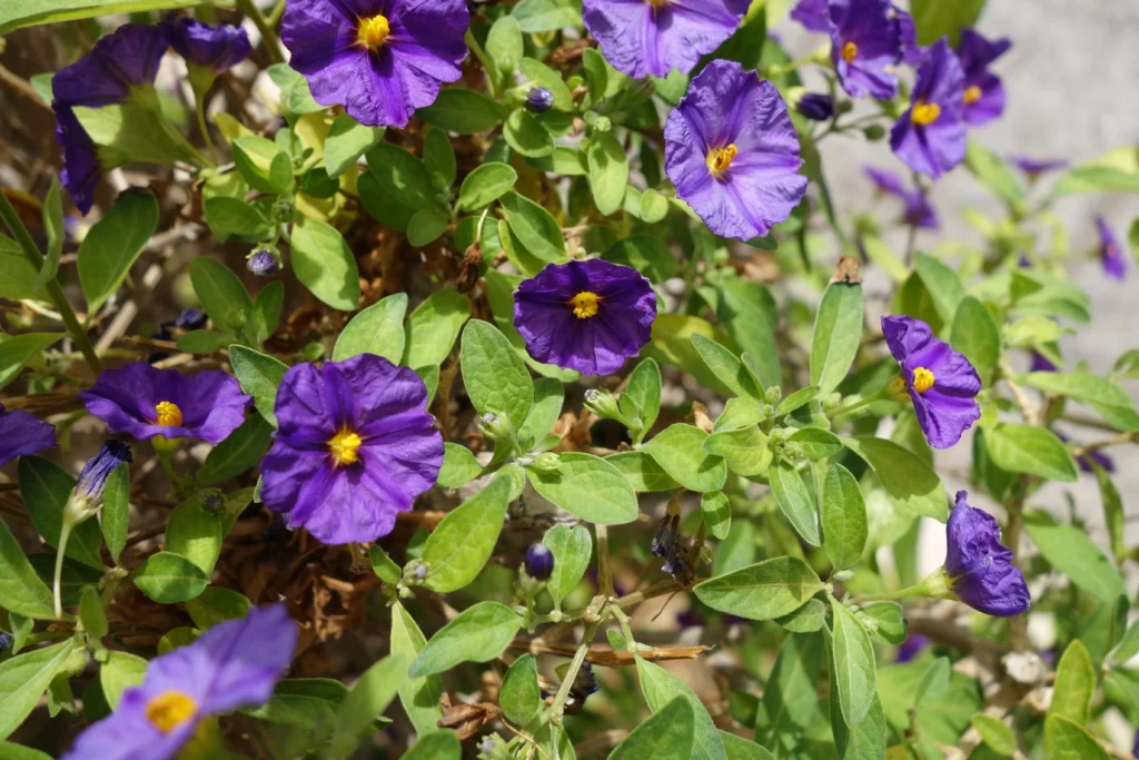 Blue Potato Bush