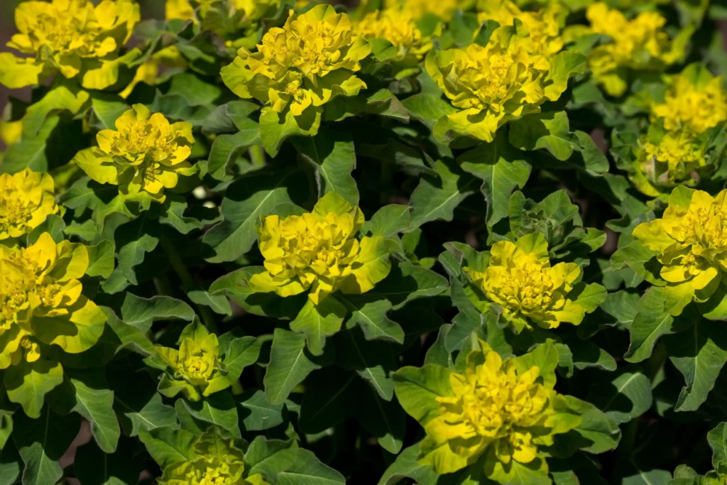 Cushion Spurge