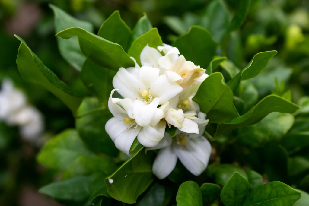 Orange Jasmine