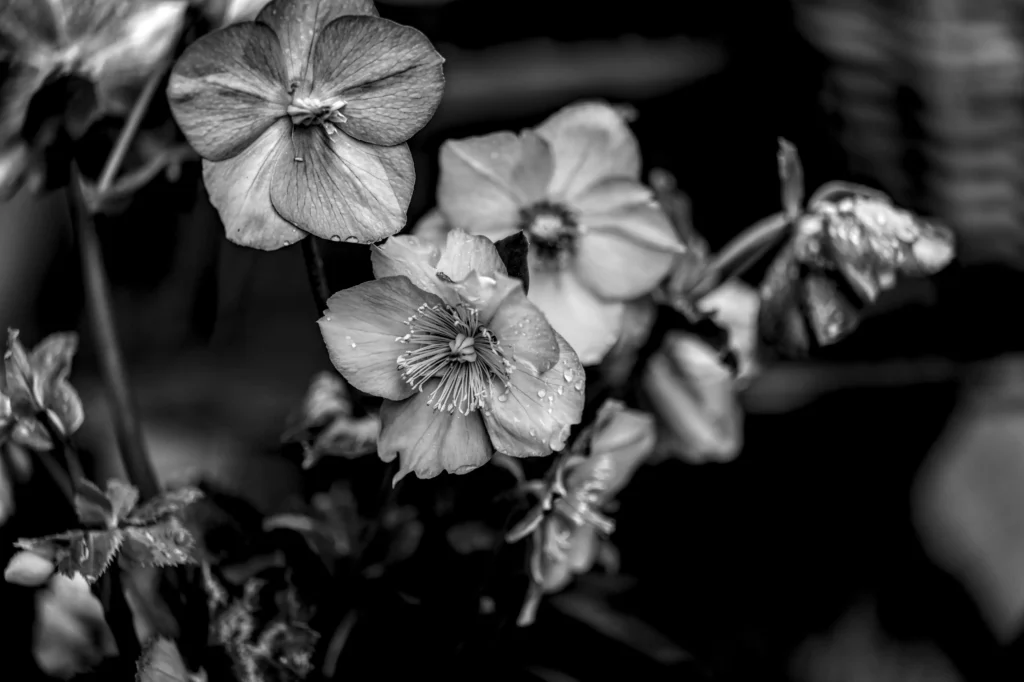 Black Hellebore