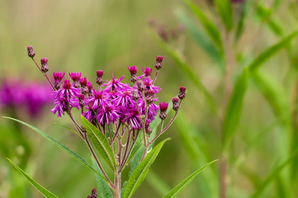 Ironweed