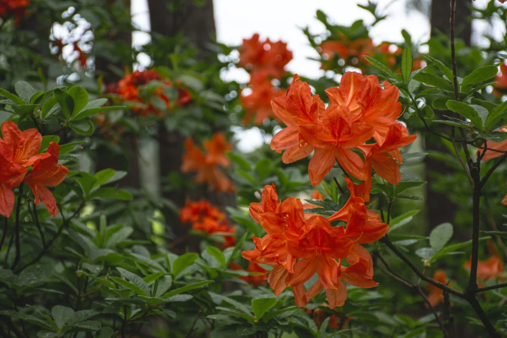 Orange Rhododendron