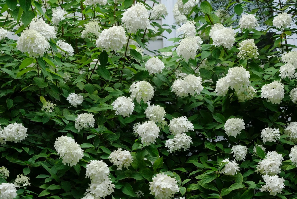 Panicle Hydrangea