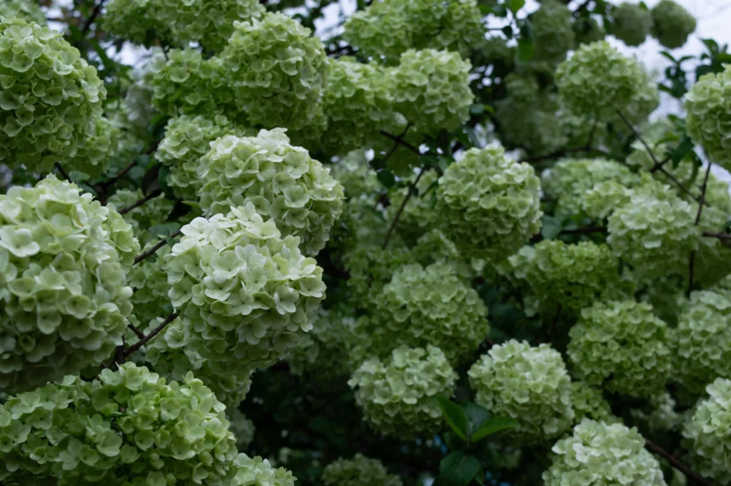 Snowball Viburnum