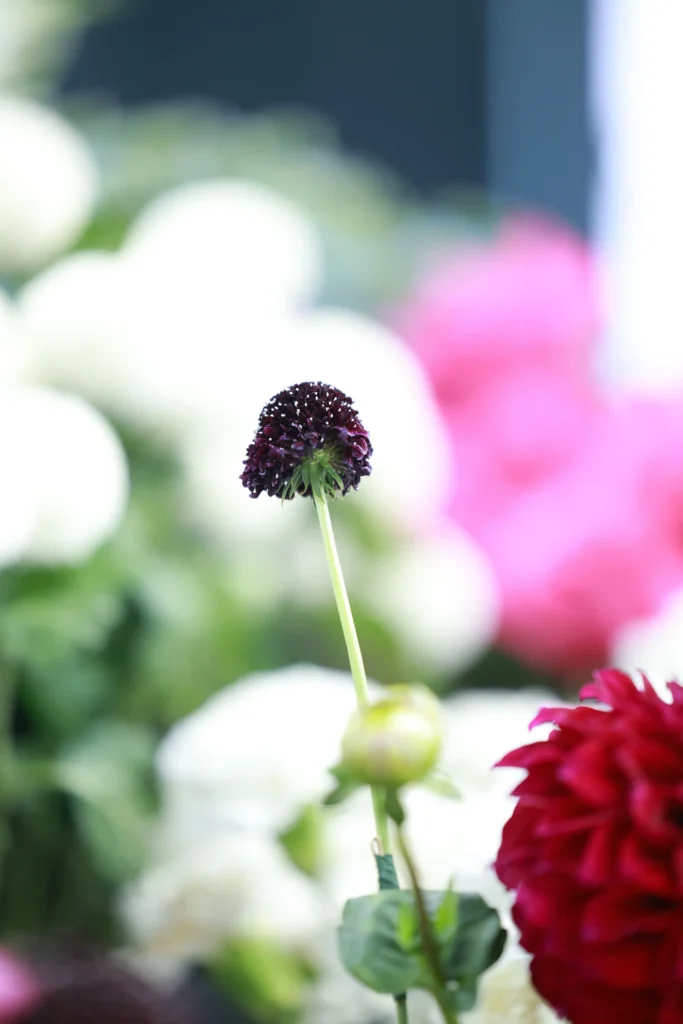 Black Scabiosa