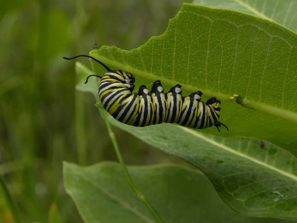 Green Milkweed