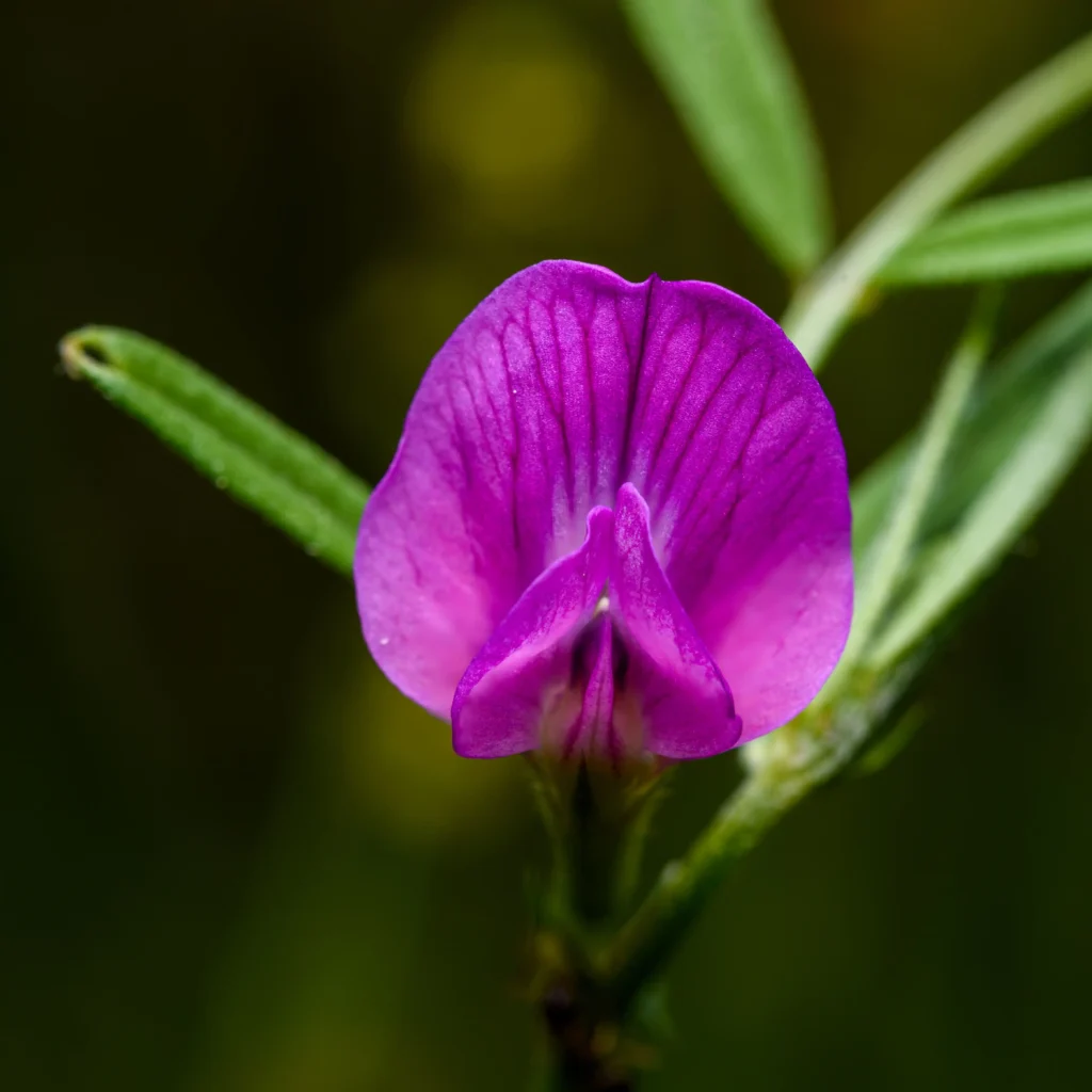 Purple Vetch