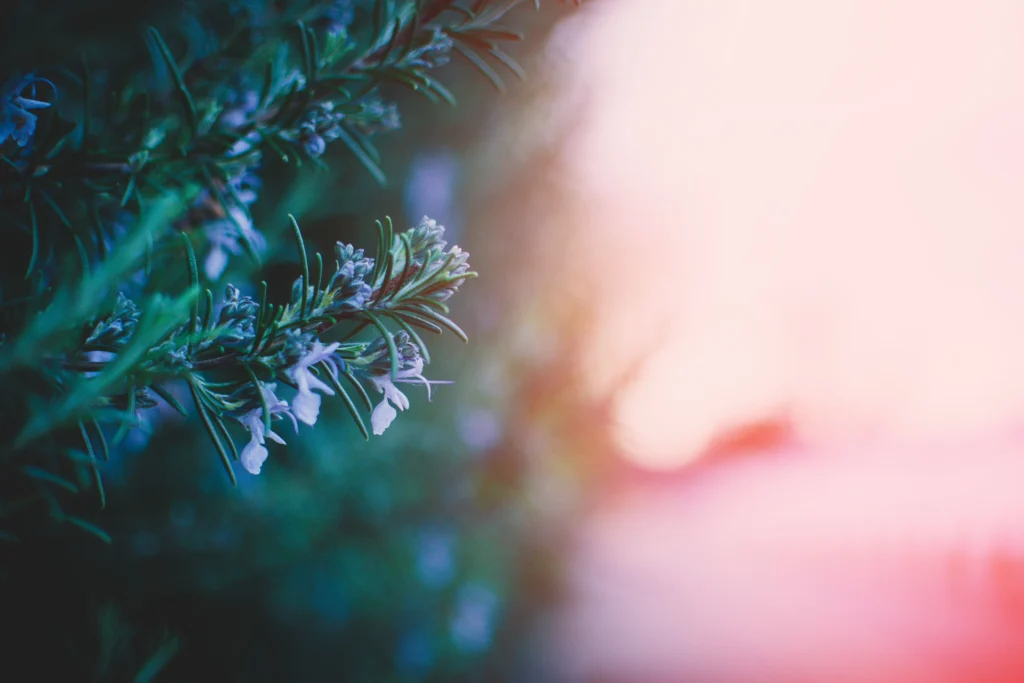 Rosemary