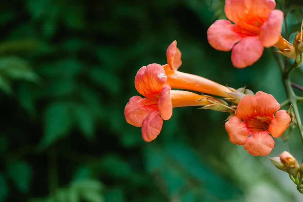 Trumpet Vine