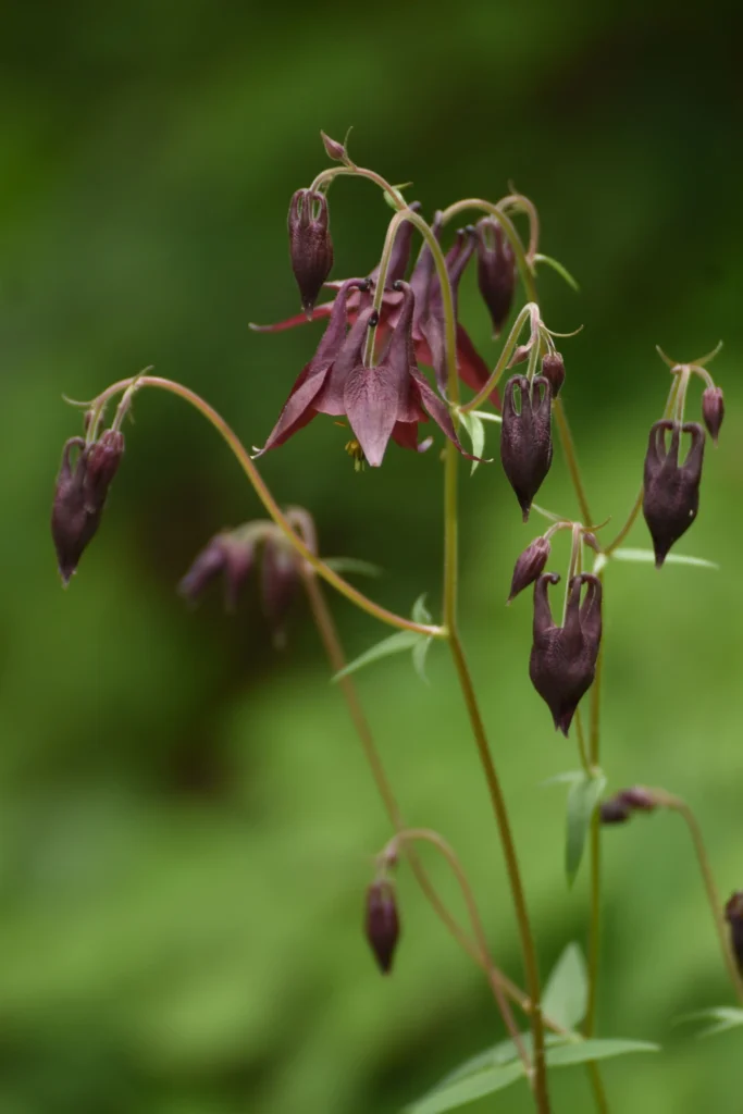 Black Columbine