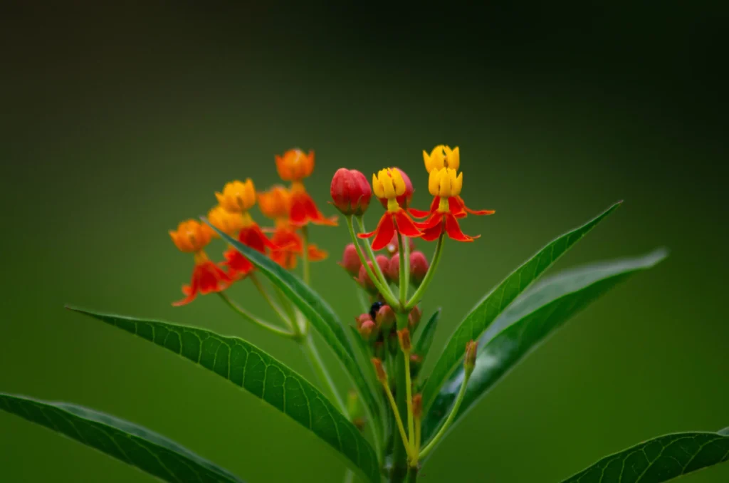 Butterfly Weed
