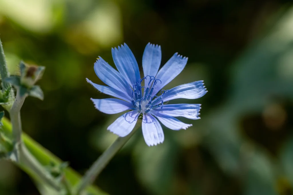 Chicory