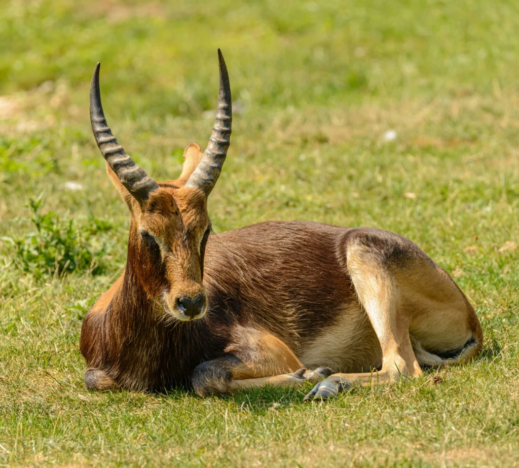 Green Antelope Horns
