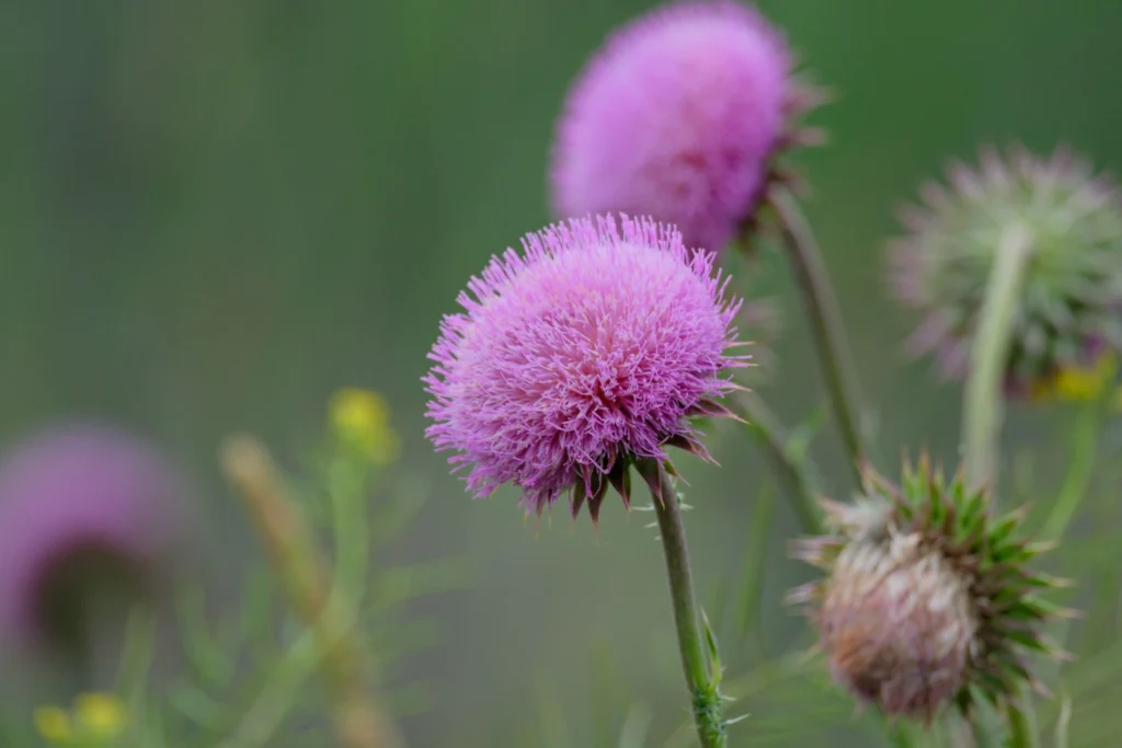 Thistle