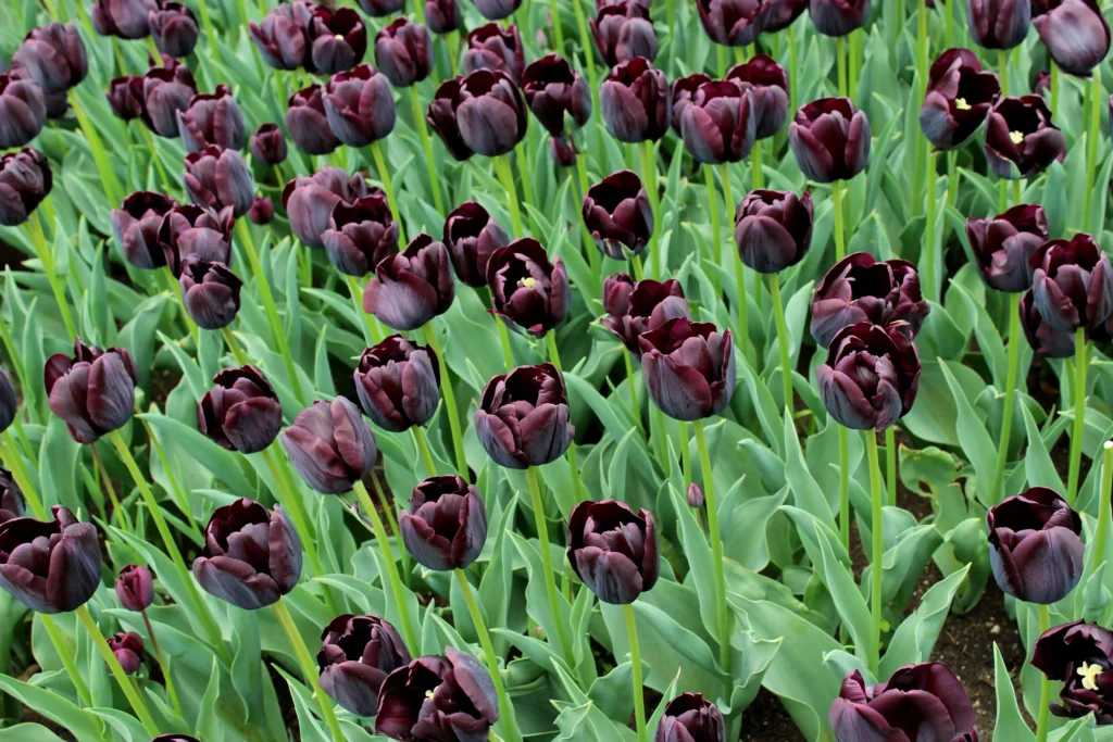 Black Tulip