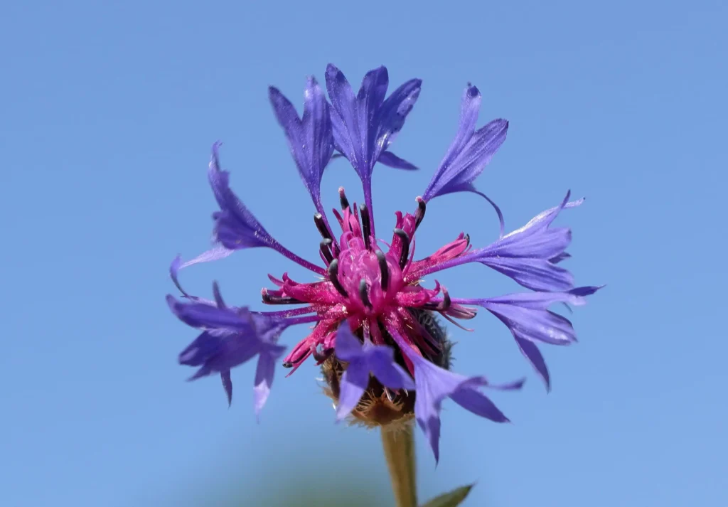 Cornflower