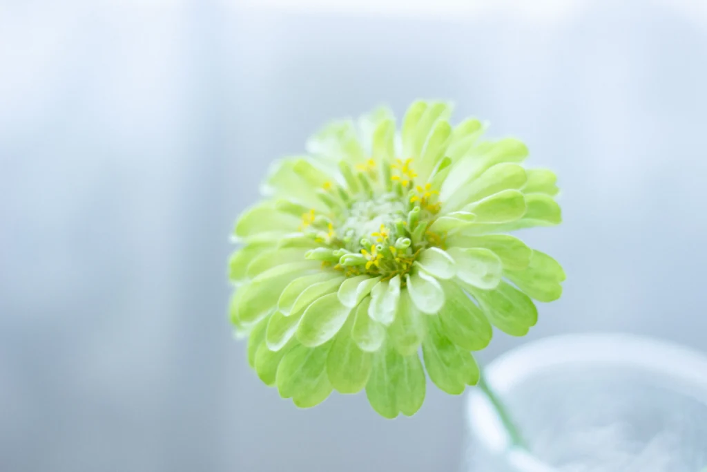 Green Zinnia