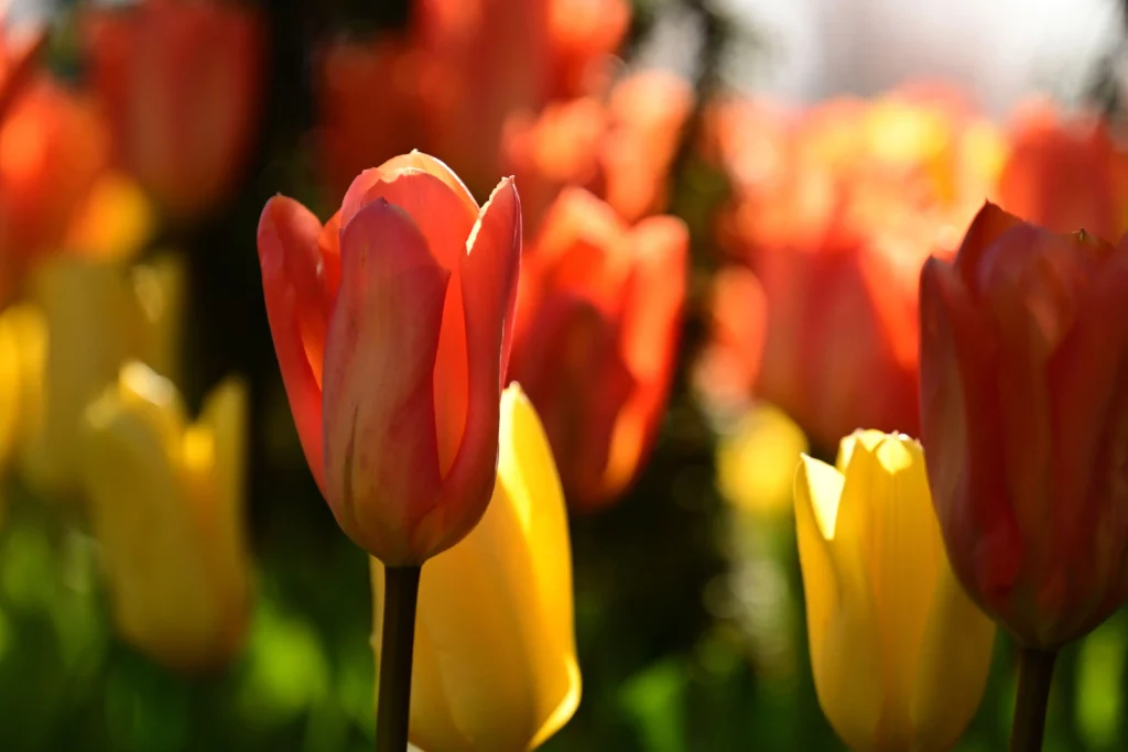 Orange Tulip