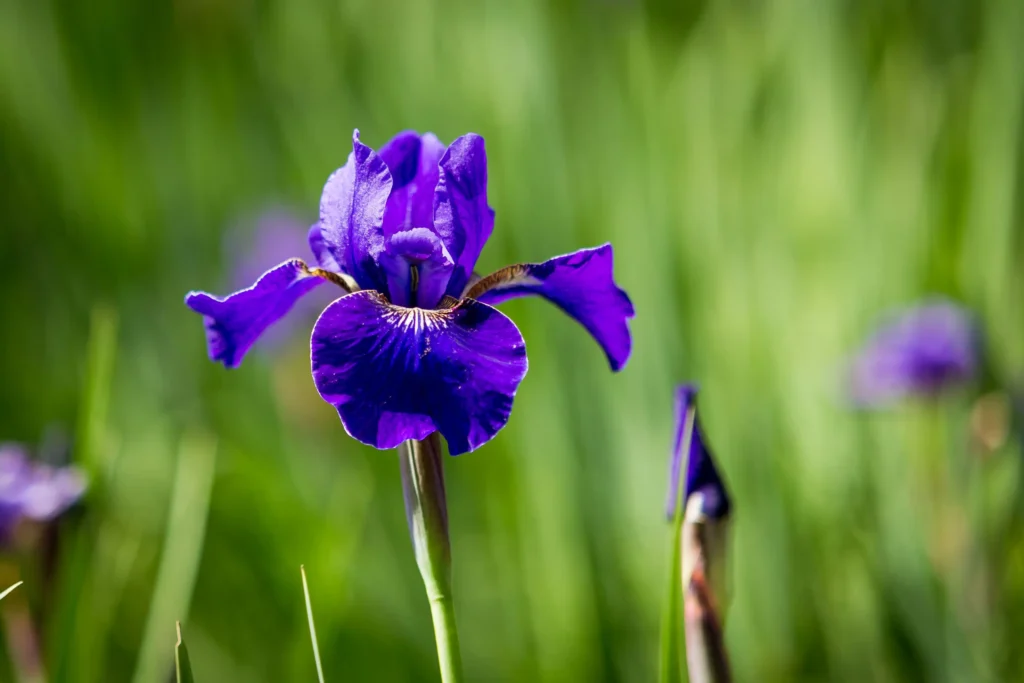 Purple Iris