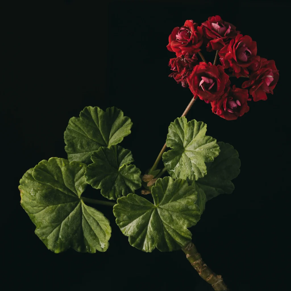 Black Geranium
