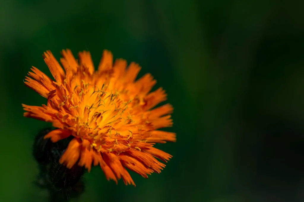 Orange Hawkweed