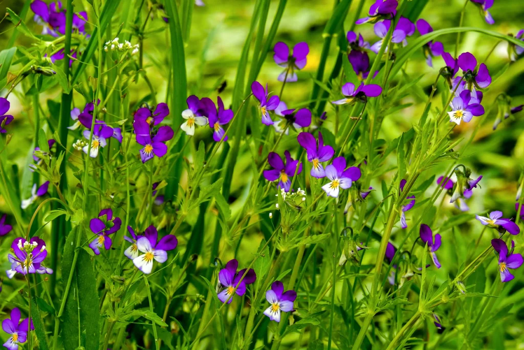 Wild Violet