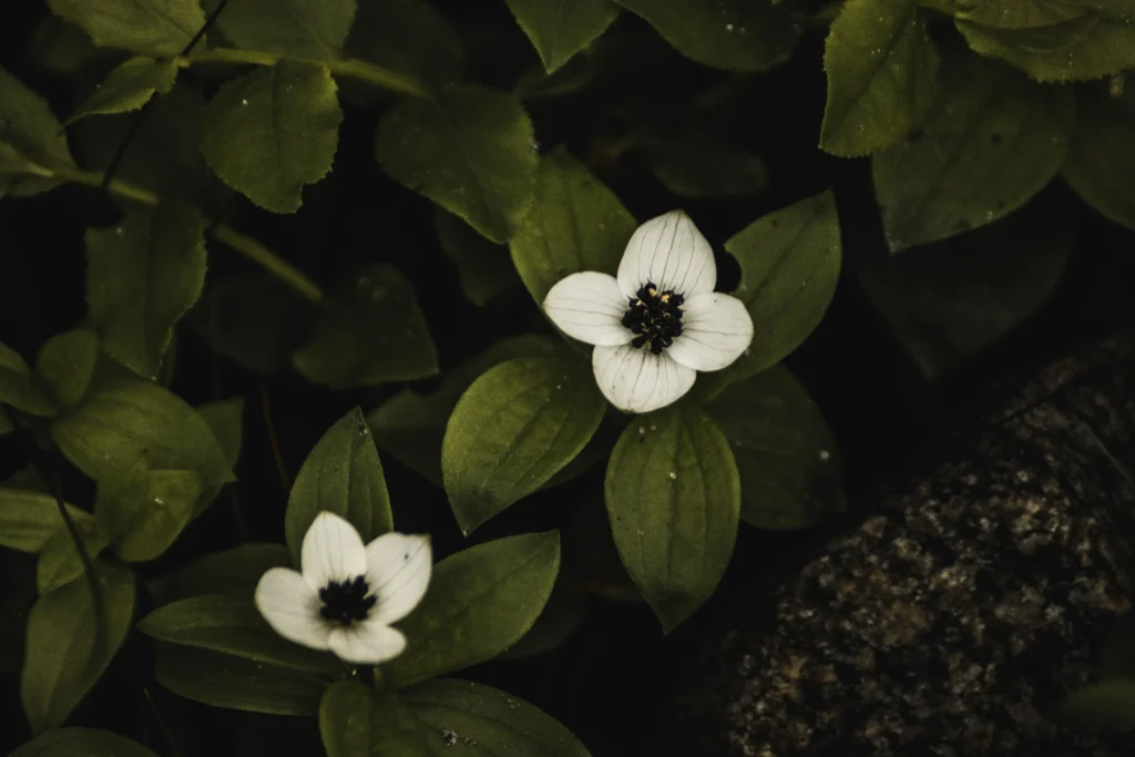 Black Trillium