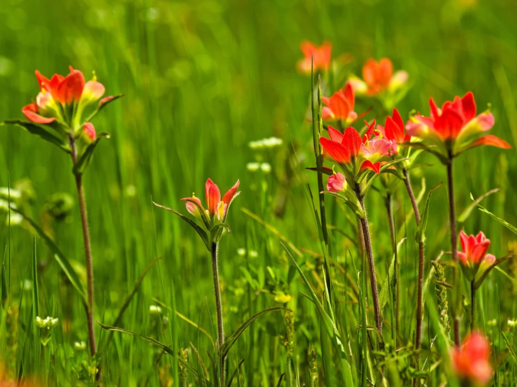 Indian Paintbrush