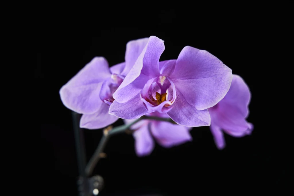 Purple Orchid