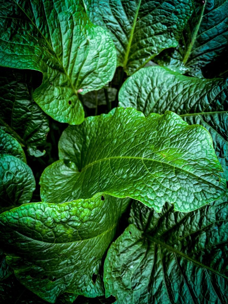 Skunk Cabbage