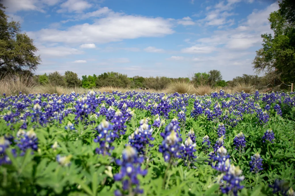 Texas Bluebonnet