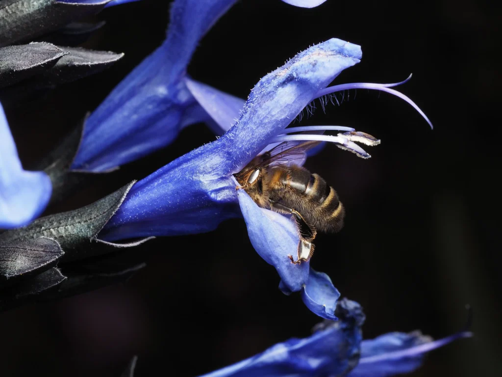 Black Salvia
