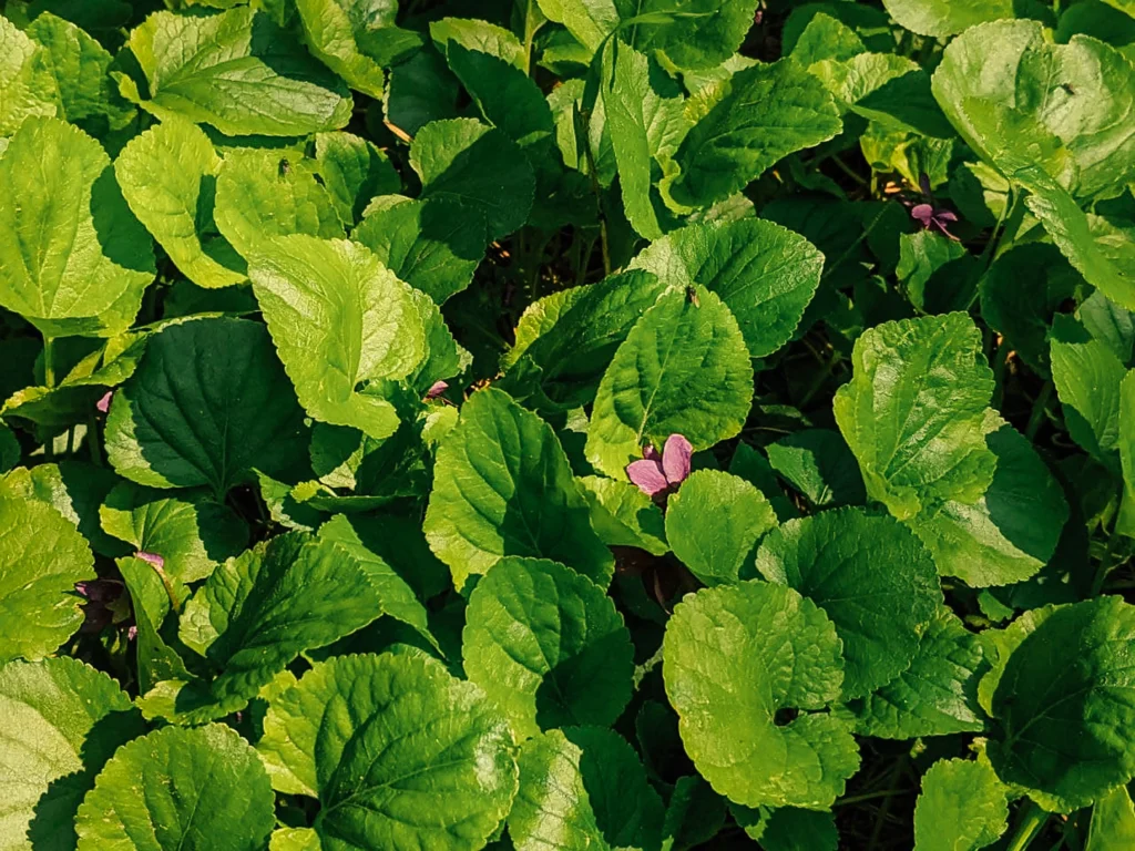 Green Violet