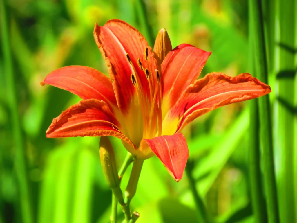 Orange Daylily