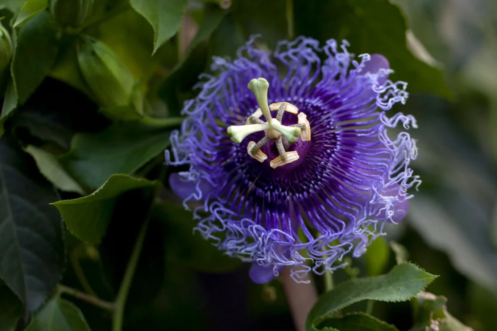  Passionflower (Purple)