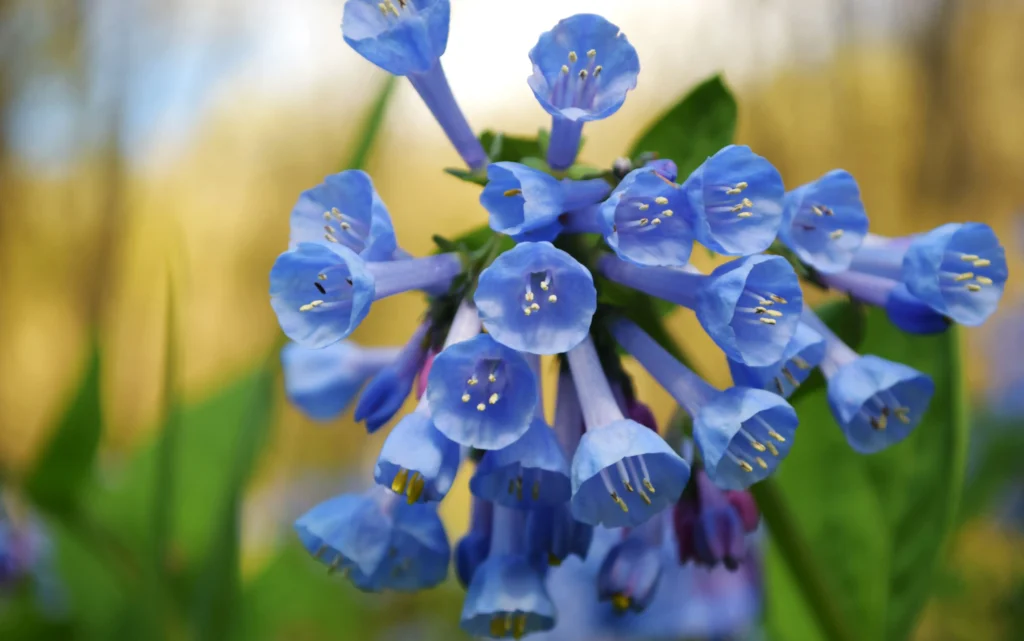 Virginia Bluebells