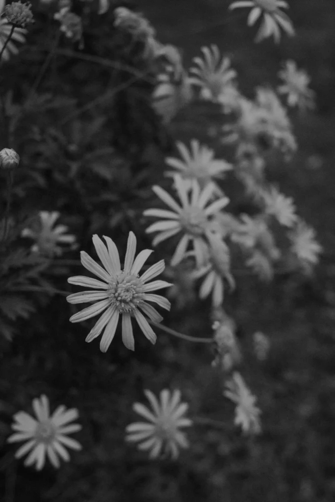 Black Aster