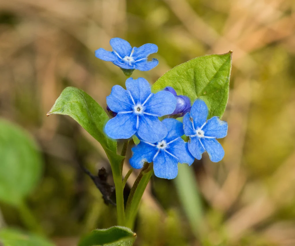 Blue-Eyed Grass