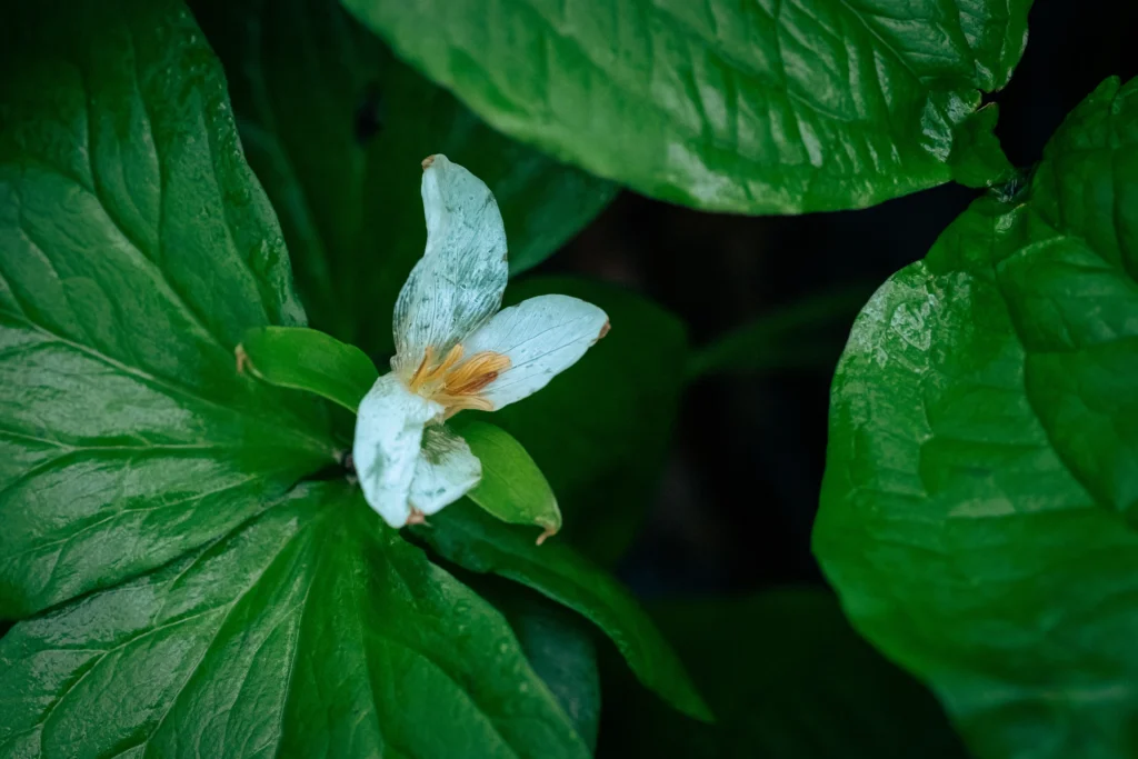 Green Trillium