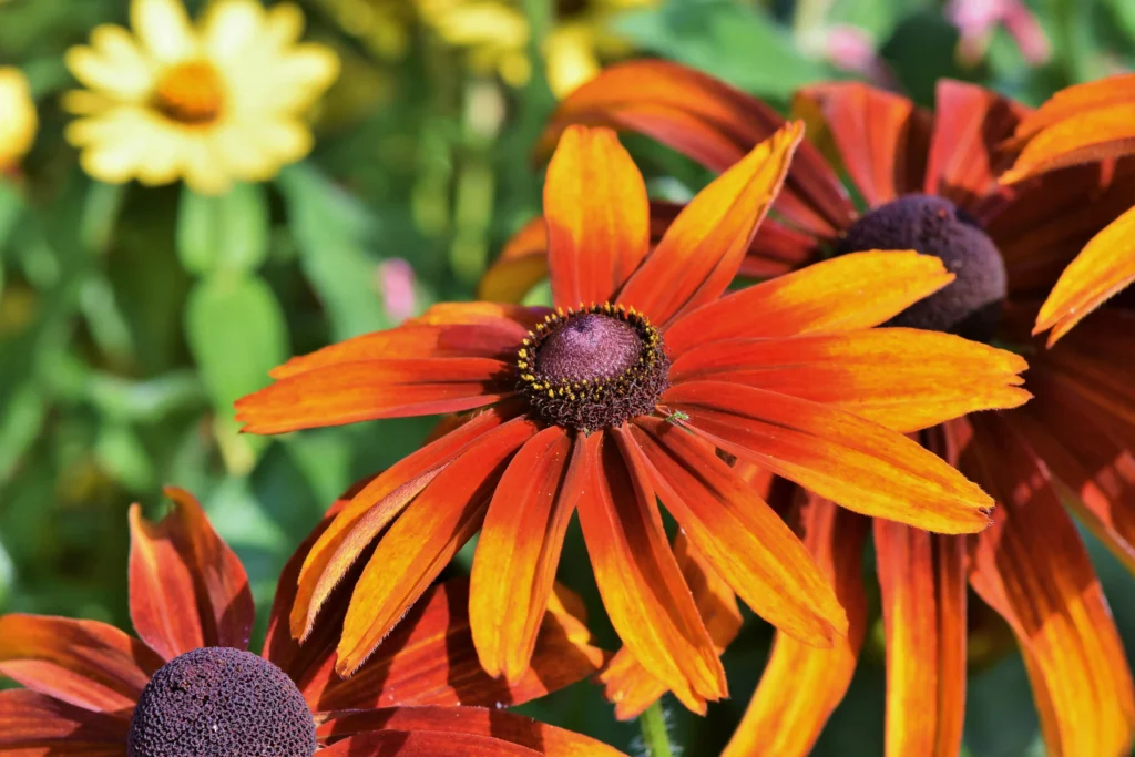  Orange Coneflower