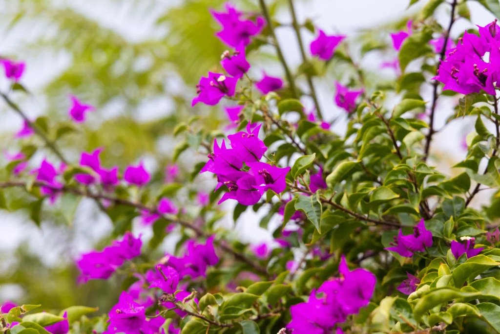  Purple Bougainvillea