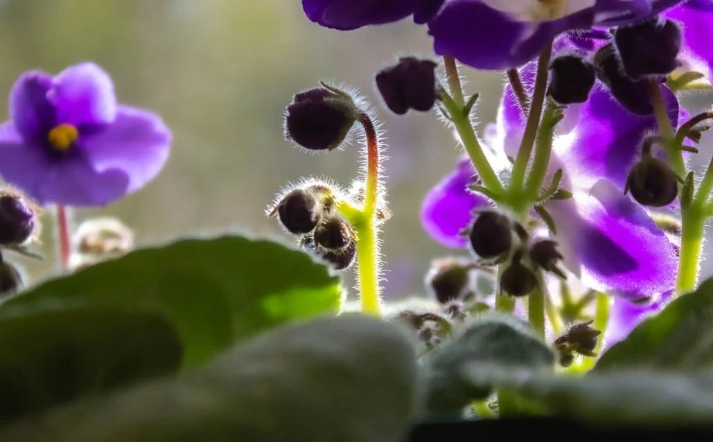 African Violet