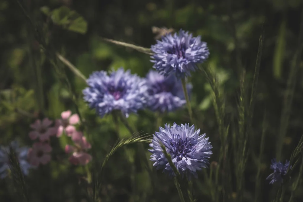 Black Cornflower
