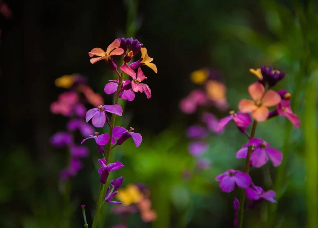 Wallflower