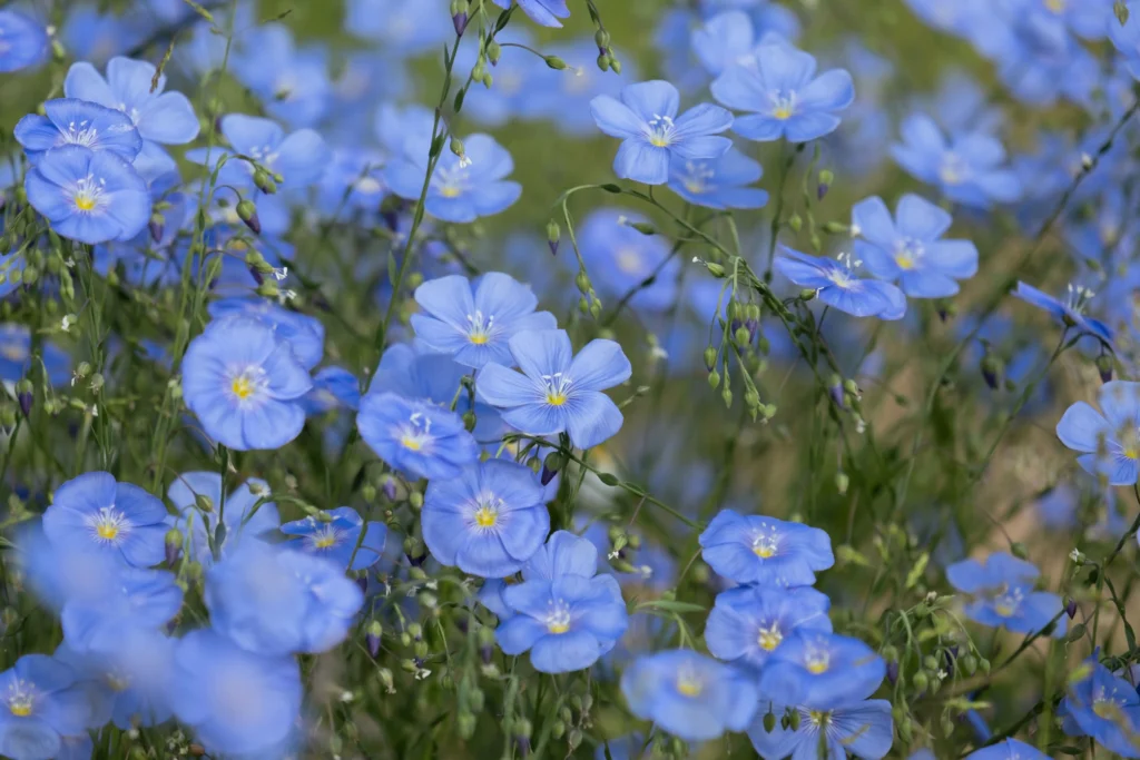 Wild Blue Flax