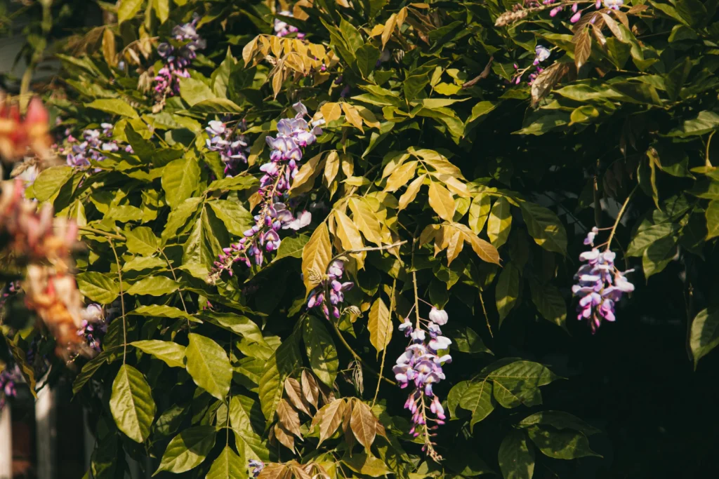 Black Wisteria