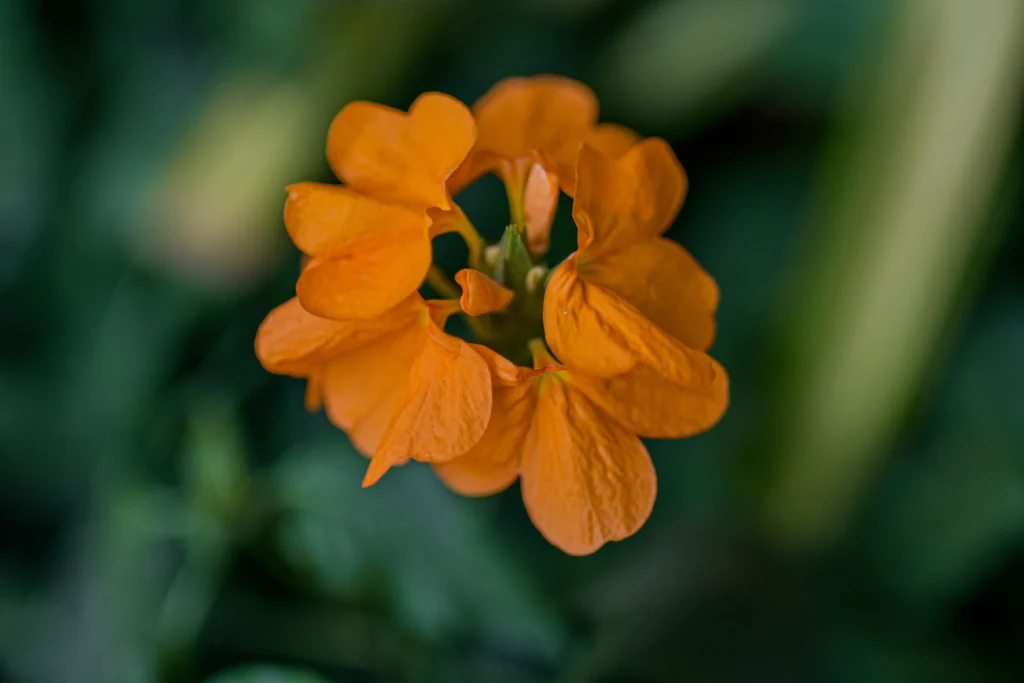  Orange Jewelweed