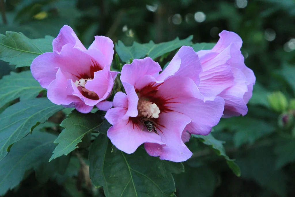 Purple Hibiscus