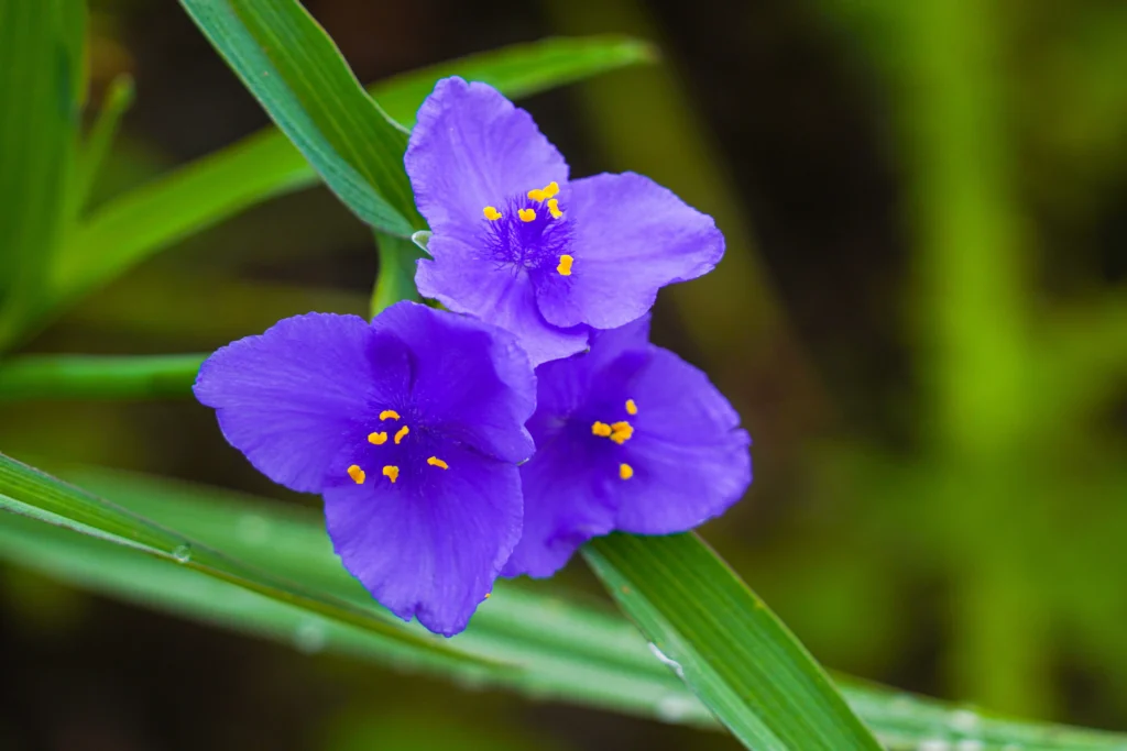 Spiderwort