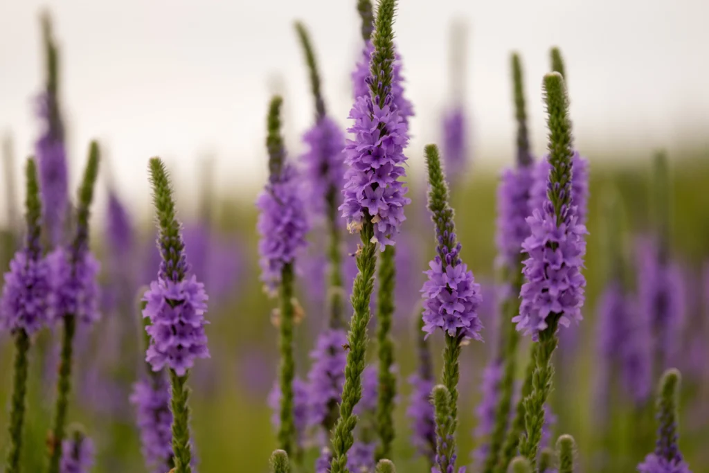 Blue Vervain